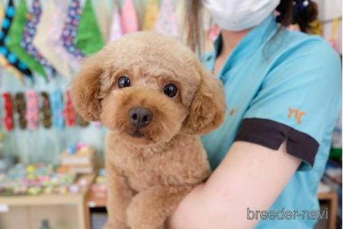 販売中のトイプードルの親犬