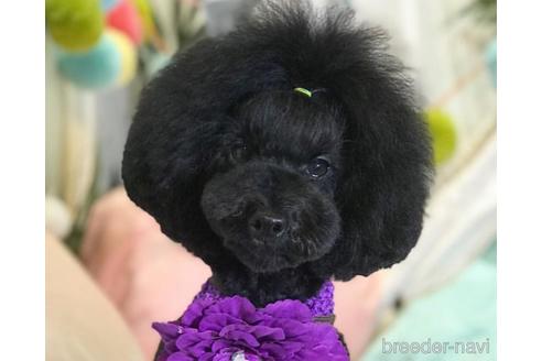 販売中のトイプードルの親犬