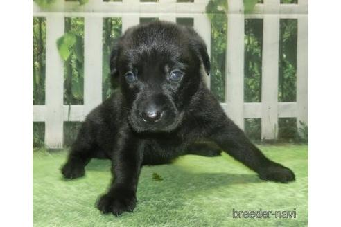 ラブラドールレトリーバーの子犬を探す ブリーダーナビ