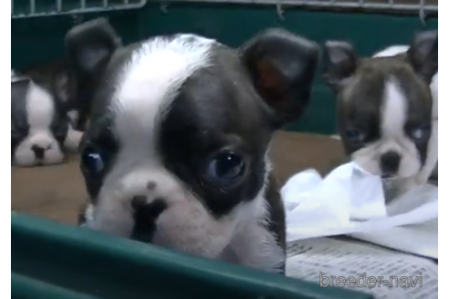 愛知県でボストンテリアの子犬を探す ブリーダーナビ 愛知県でボストンテリアの子犬を探す ブリーダーナビ
