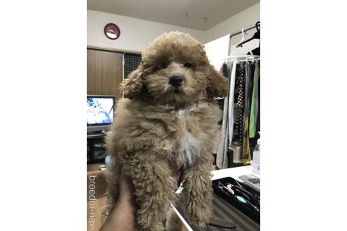 北海道のトイプードル 男の子 21 06 07生まれ お目めくりくりの男の子です 子犬id ブリーダーナビ