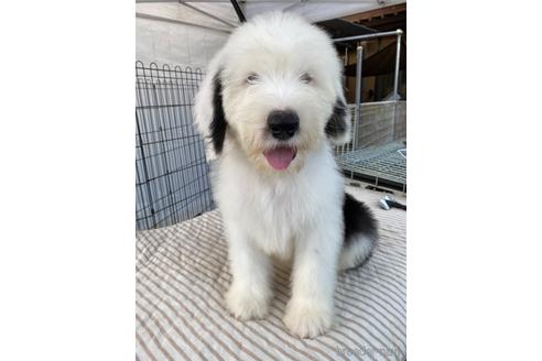 静岡県でオールドイングリッシュシープドッグの子犬を探す ブリーダーナビ 静岡県でオールドイングリッシュシープドッグの子犬を探す ブリーダーナビ