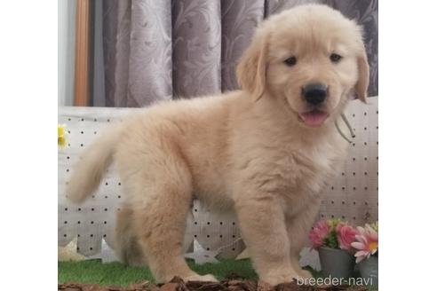 ゴールデンレトリーバーの子犬を探す ブリーダーナビ