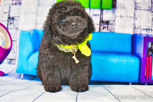 タイニープードルの子犬を探す ブリーダーナビ