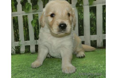 30万円以下のゴールデンレトリーバーの子犬を探す ブリーダーナビ