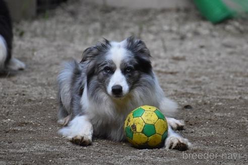 販売中のボーダーコリーの親犬