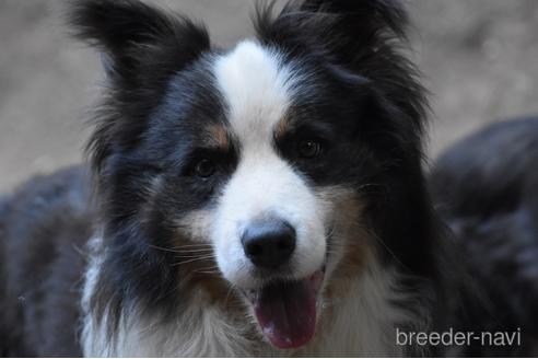 販売中のボーダーコリーの親犬