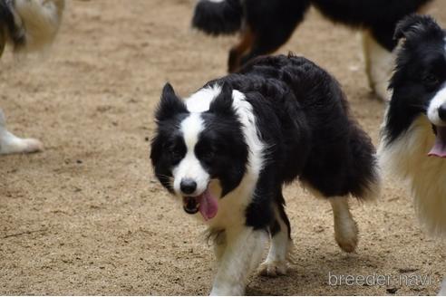 販売中のボーダーコリーの親犬