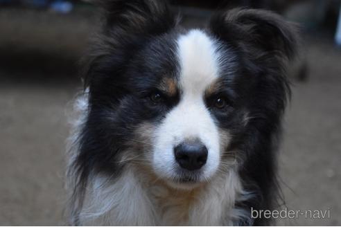 販売中のボーダーコリーの親犬