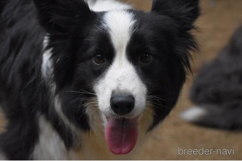 販売中のボーダーコリーの親犬