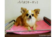 父親犬