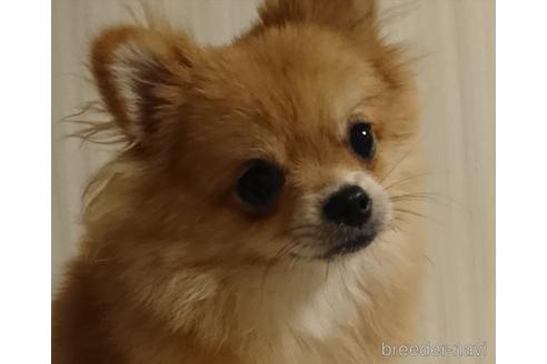 京都府でポメラニアンの子犬を探す ブリーダーナビ