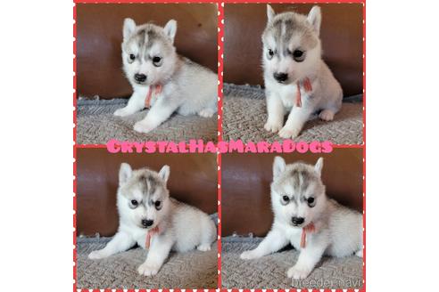 シベリアンハスキーの子犬を探す ブリーダーナビ シベリアンハスキーの子犬を探す ブリーダーナビ
