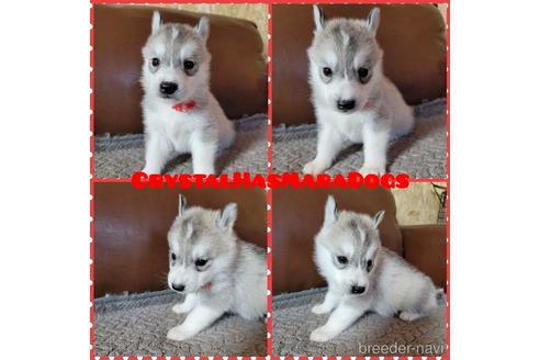 シベリアンハスキーの子犬を探す ブリーダーナビ シベリアンハスキーの子犬を探す ブリーダーナビ