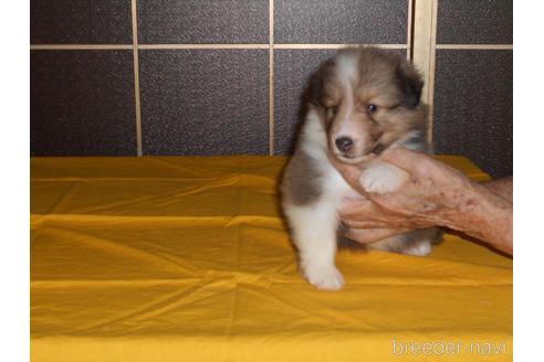 熊本県のシェットランドシープドッグ シェルティ 男の子 21 08 16生まれ 元気な男の子です 子犬id ブリーダーナビ