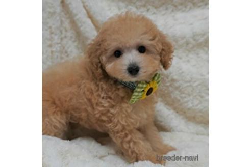 クリームのトイプードルの子犬を探す ブリーダーナビ クリームのトイプードルの子犬を探す ブリーダーナビ