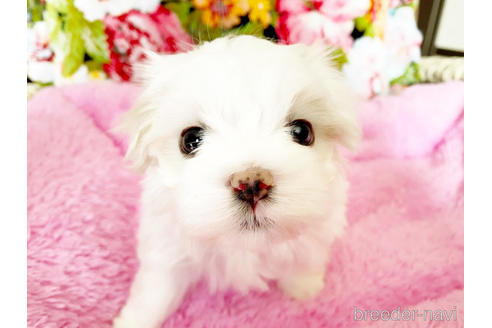 石川県のマルチーズ 女の子 21 08 21生まれ ホワイト 白 子犬id ブリーダーナビ