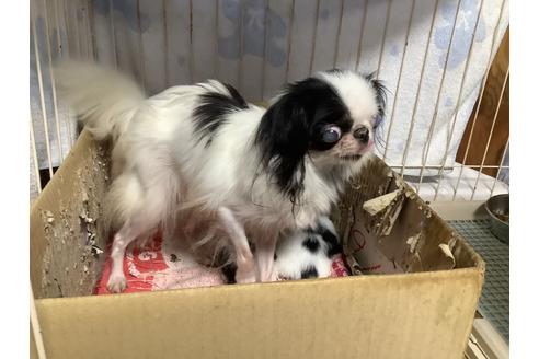 販売中の狆 (チン)の親犬