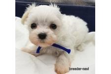 ♀︎マルプー:マルチーズ×トイプードル