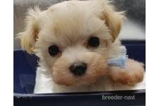 ♀︎マルプー:マルチーズ×トイプードル