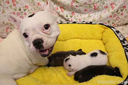 販売中のフレンチブルドッグの親犬