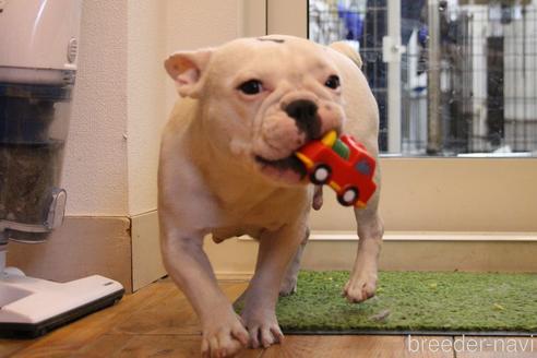 販売中のフレンチブルドッグの親犬