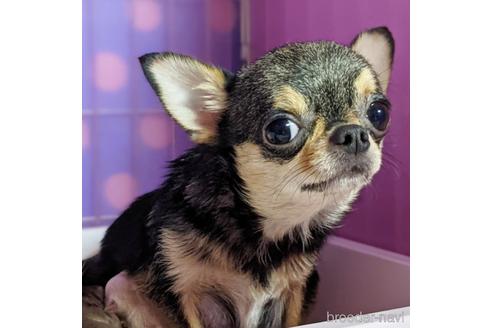 販売中のチワワ(ロングコート)の親犬