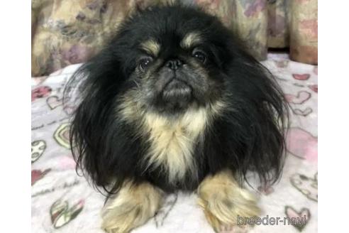 販売中のペキニーズの親犬