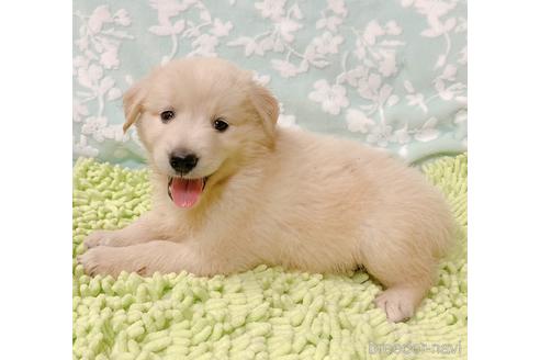 山口県のミックス犬 男の子 21 08 07生まれ 予約受付中です 毛色 ゴールデン 子犬id ブリーダーナビ