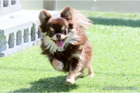 販売中のチワワ(スムースコート)の親犬