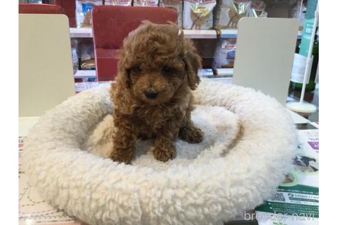 北海道のトイプードル 女の子 21 08 05生まれ おっとりした女の子 子犬id ブリーダーナビ