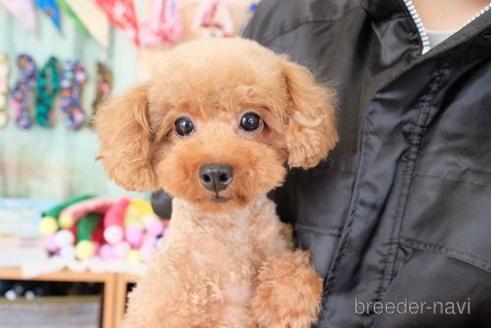 販売中のトイプードルの親犬