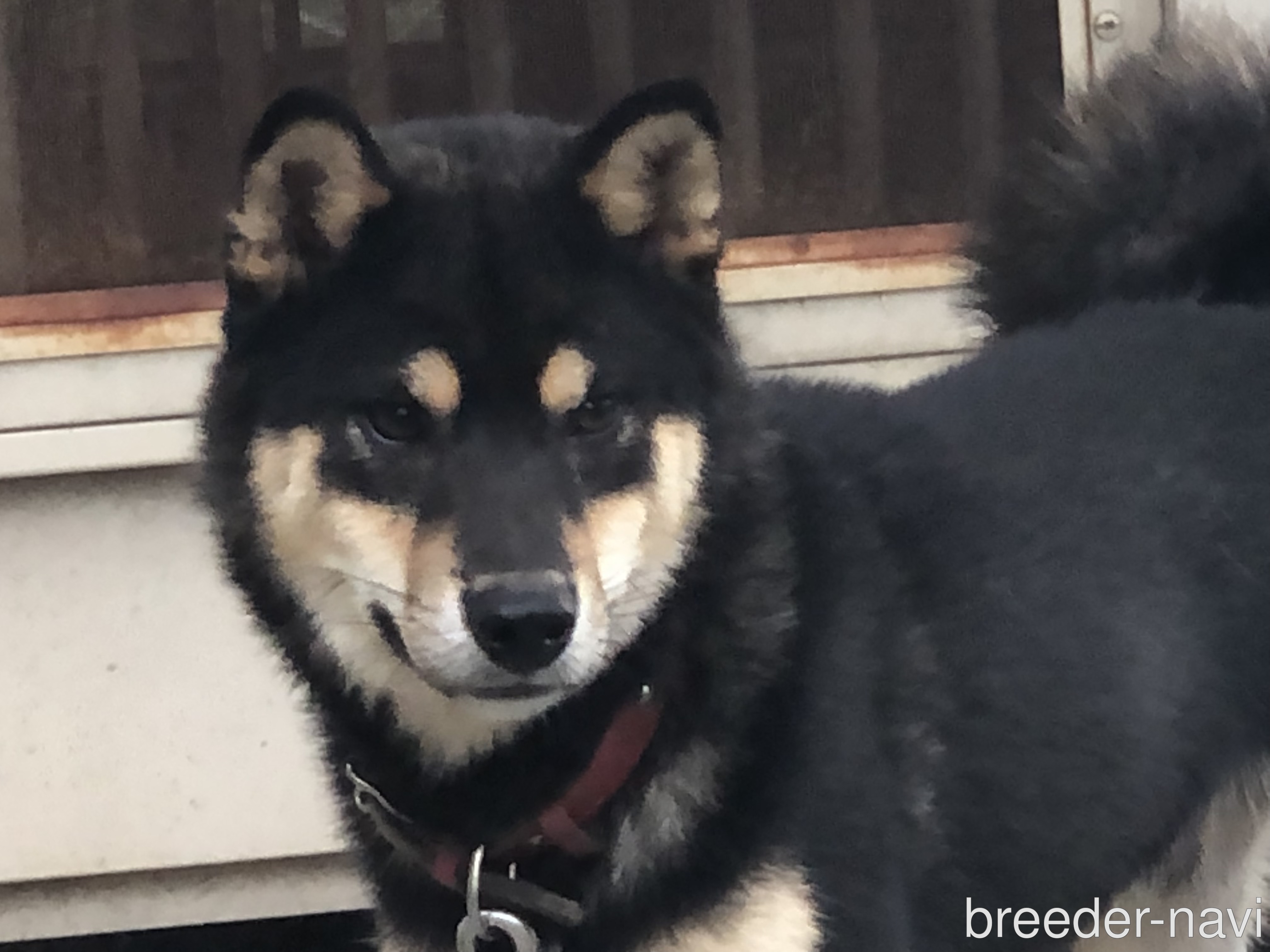 西岡ブリーダー