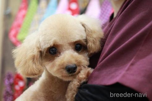 販売中のトイプードルの親犬