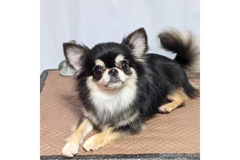 販売中のチワワ(スムースコート)の親犬