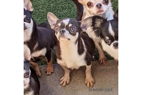 販売中のチワワ(スムースコート)の親犬