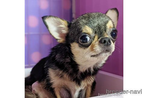 販売中のチワワ(ロングコート)の親犬