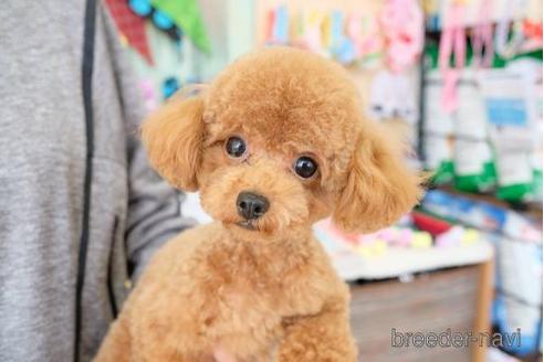 販売中のトイプードルの親犬