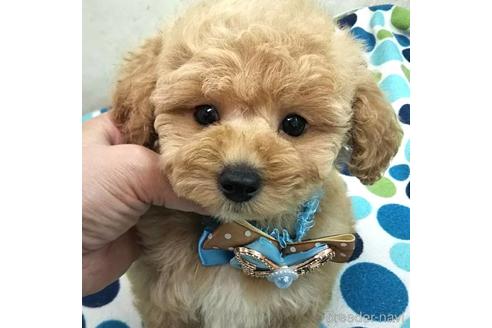 沖縄県でミックス犬の子犬を探す ブリーダーナビ