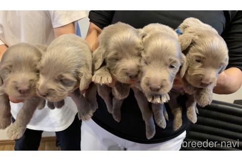 ワイマラナーの子犬を探す ブリーダーナビ ワイマラナーの子犬を探す ブリーダーナビ