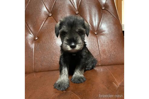 四国でミニチュアシュナウザーの子犬を探す ブリーダーナビ 四国でミニチュアシュナウザーの子犬を探す ブリーダーナビ