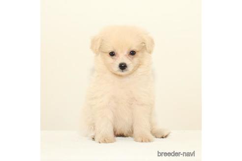 ポメプーの子犬を探す ブリーダーナビ ポメプーの子犬を探す ブリーダーナビ