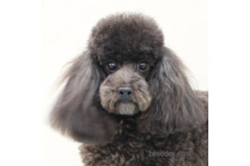 販売中のトイプードルの親犬