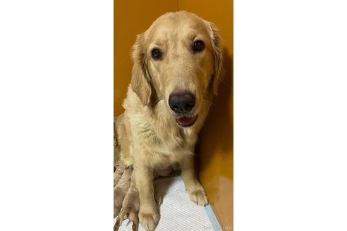 販売中のゴールデンドゥードル:ゴールデンレトリーバー×プードルの親犬
