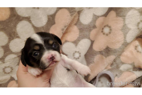 チワックスの子犬を探す ブリーダーナビ チワックスの子犬を探す ブリーダーナビ
