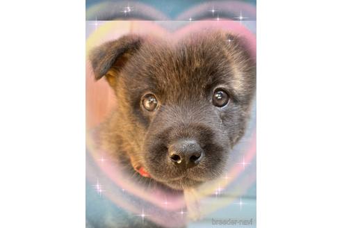 関西で甲斐犬の子犬を探す ブリーダーナビ 関西で甲斐犬の子犬を探す ブリーダーナビ