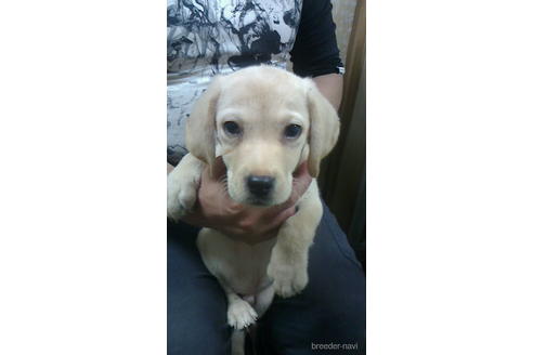 ラブラドールレトリーバーの子犬を探す ブリーダーナビ