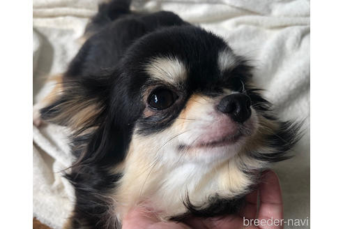 販売中のチワワ(ロングコート)の親犬
