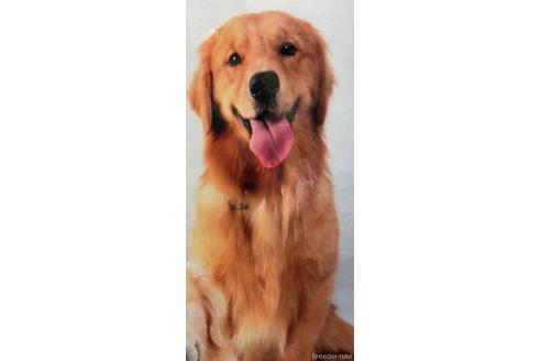 販売中のゴールデンレトリーバーの親犬