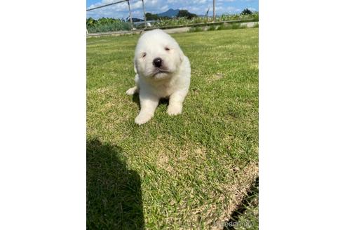 グレートピレニーズの子犬を探す ブリーダーナビ